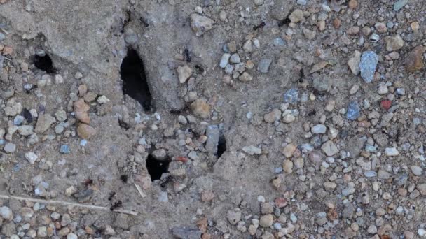 une fourmi sur fourmilière 