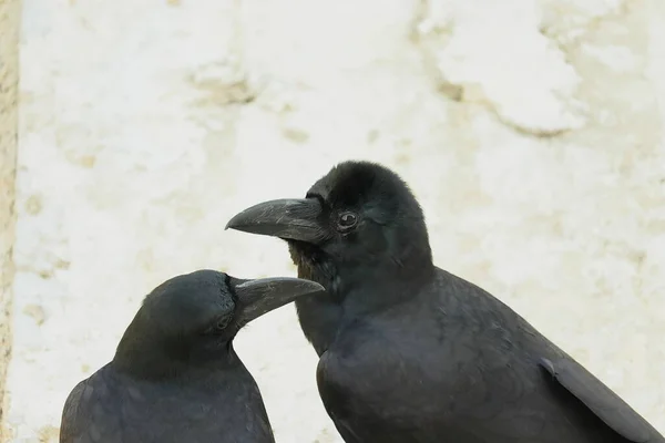 Dışarıda Oturan Kuzgunun Portresi — Stok fotoğraf