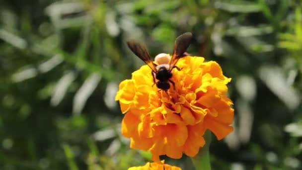 Macro Shot Una Abeja Miel Recogiendo Polen Flor Caléndula Amarilla — Vídeo de stock