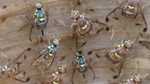 Microweergave Van Wespen Die Zomer Droog Bananenblad Zitten — Stockvideo