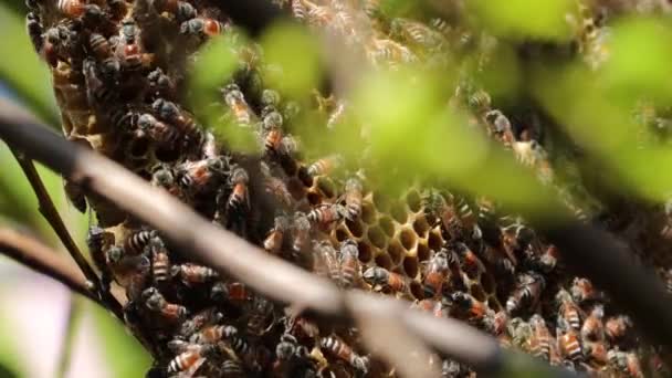 Μέλισσες Σέρνεται Κηρήθρα Και Επιλεκτικά Σημεία Εστίασης Φόντο — Αρχείο Βίντεο