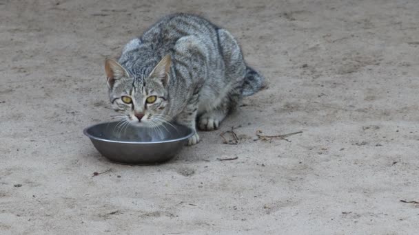 Μια Σπιτική Γάτα Τρώει Φαγητό Στο Μπολ — Αρχείο Βίντεο