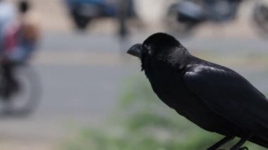 Kuzgun karganın yakınında, gün ışığında direğin üzerinde oturuyor.