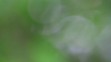 sönmüş yeşil çevre (doğa arkaplanı)