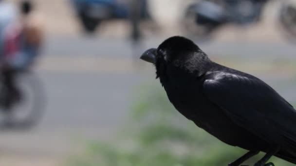 Nahaufnahme Einer Rabenkrähe Die Bei Tageslicht Auf Einer Stange Sitzt — Stockvideo