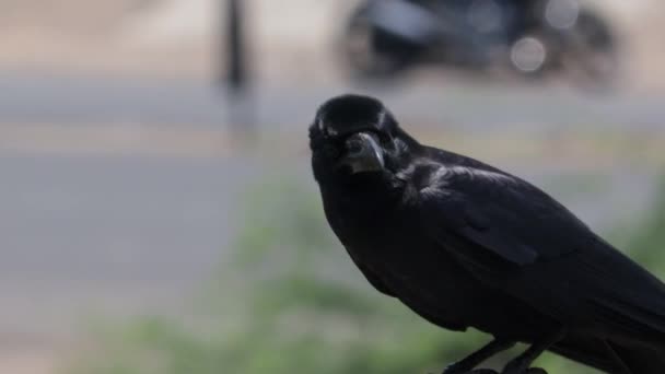 Seitenansicht Nahaufnahme Von Rabenkrähen Vogel Mit Kopierraum Hintergrund — Stockvideo