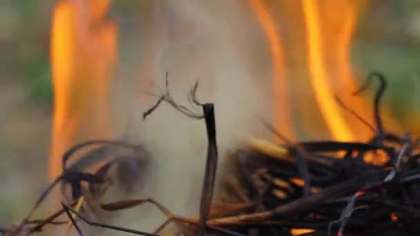 Fumaça Chamas Provenientes Queima Madeira — Vídeo de Stock