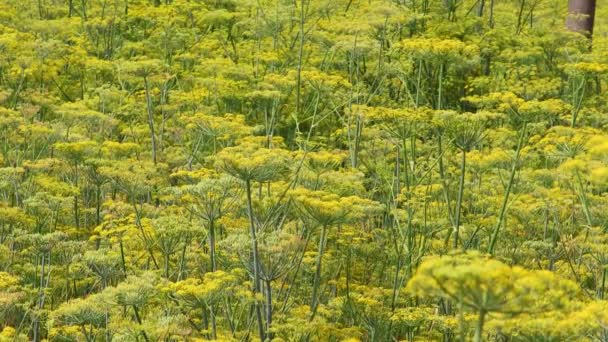 Primer Plano Flores Amarillas Hinojo Eneldo Agricultura Presentada — Vídeo de stock