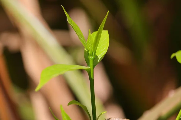 Folhas Verdes Crescem Natureza — Fotografia de Stock