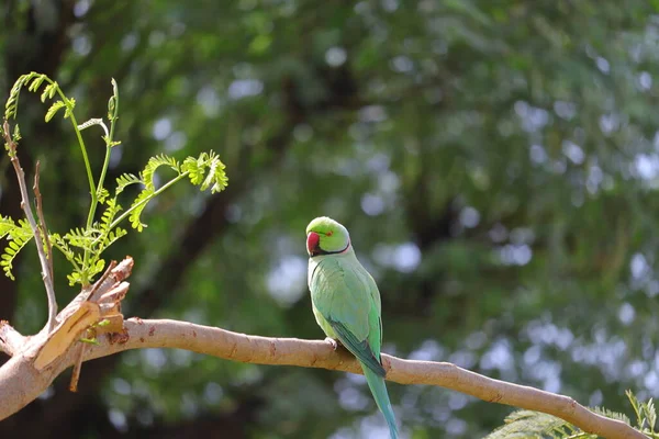 Papuga Siedząca Gałęzi — Zdjęcie stockowe