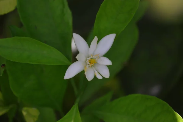Lemon Flower Grows Nature — Stock Photo, Image