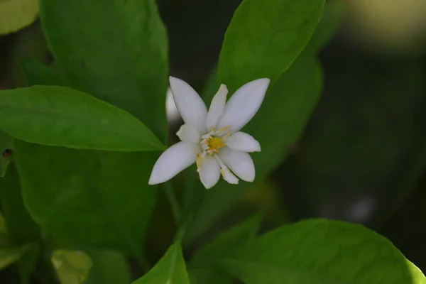 Fleur Citron Pousse Sur Nature — Photo