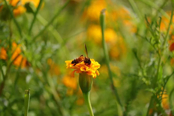 Zbliżenie Kwiat Nagietka Pszczoła Miodna Tło — Zdjęcie stockowe
