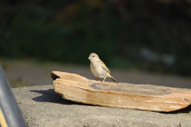 Dişi serçe kuş kayanın üzerinde oturuyor.