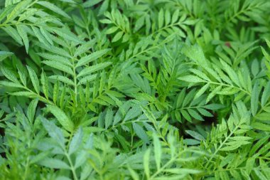 yeşil kadife yaprakları büyür ve seçici odak noktaları arkaplan