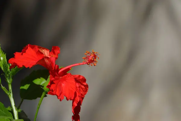 赤いハイビスカスの花とコピースペースの背景 — ストック写真