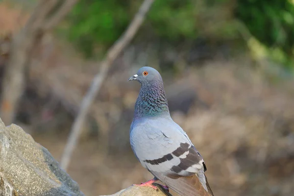 Pigeon Sitting Rock — Stock Photo, Image