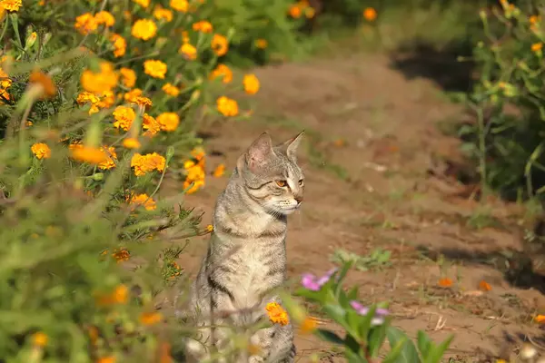 一只花园中的猫 坐在多彩的花朵中 — 图库照片