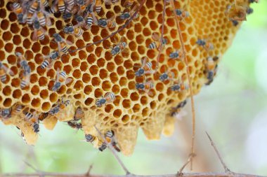 Bal peteği ve odaklanmış arka plan teması üzerindeki arıları kapat