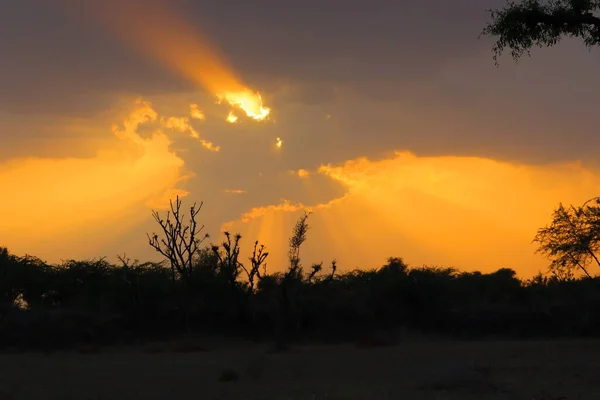 黄色の雲と陽射しを背景に美しい夕日のシルエットの木のイメージ — ストック写真