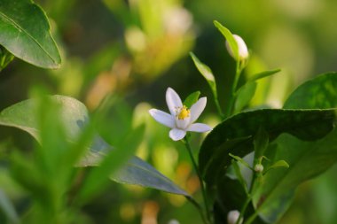 Odaklanmamış beyaz limon çiçeği ve yeşil yapraklar arkaplan ve doğa temaları