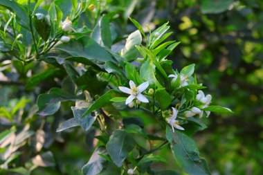 Sonbaharda limon dalında açan beyaz çiçekler.