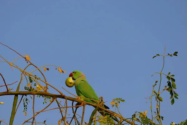 Papagaio Pegando Frutas Jujuba Para Comer Sentar Galho Árvore — Fotografia de Stock