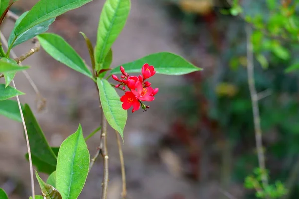 Flores Vermelhas Com Folhas Verdes Cresce Planta Jardim — Fotografia de Stock