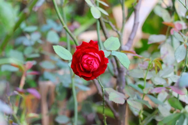 春に赤いバラが咲き花を咲かせます — ストック写真