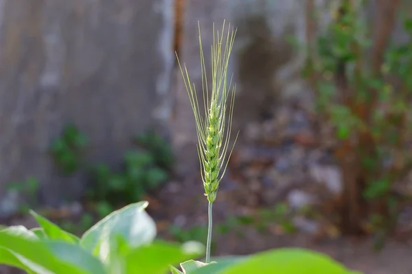 Seul Gros Plan Blé Vert Épis Poussant Sur Plante Agriculture — Photo