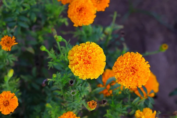 Fiore Giallo Vivo Calendula Goa — Foto Stock