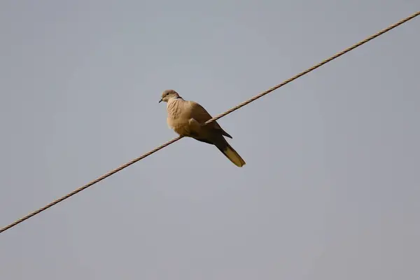 Pie Sobre Alambre Blanco Pájaro Paloma Con Fondo Del Cielo —  Fotos de Stock