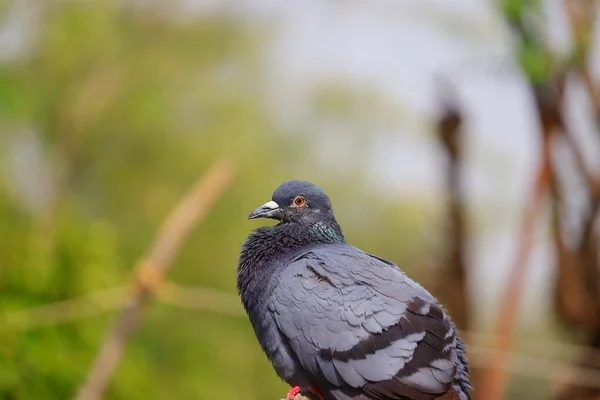 집비둘기 — 스톡 사진