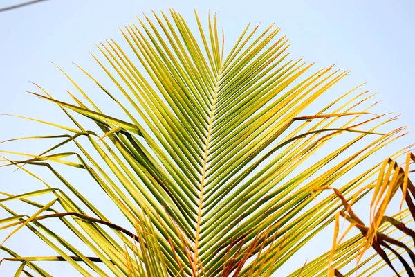 Jesienny Liść Żółtej Palmy Drzewie Tłem Nieba — Zdjęcie stockowe