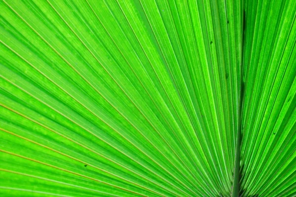 Close Vooraanzicht Van Blad Van Groene Palm Boom Met Grote — Stockfoto