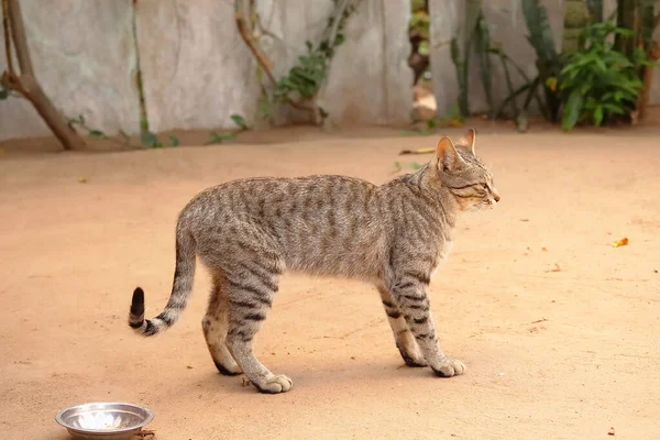 Background Cat Standing Land — Stock Photo, Image