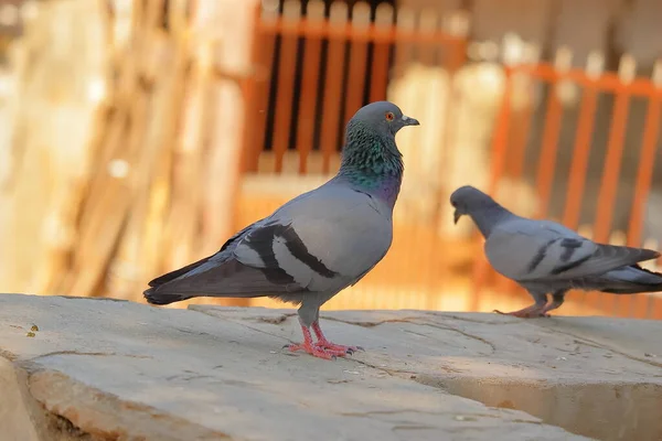 Rock Feral Dove Standing Water Pond Summer — Stock Photo, Image