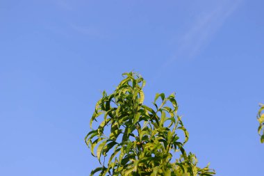 Tam büyüyen ağaç ve mavi gökyüzü temaları