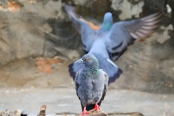 Doğada Tahta Üzerinde Oturan Bir Güvercin — Stok fotoğraf