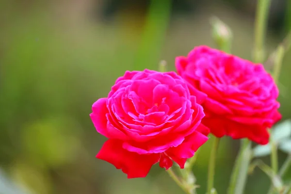 Φωτεινή Μακροεντολή Εικόνα Του Νεαρού Σκούρο Φως Κόκκινο Τριαντάφυλλο Λουλούδι — Φωτογραφία Αρχείου