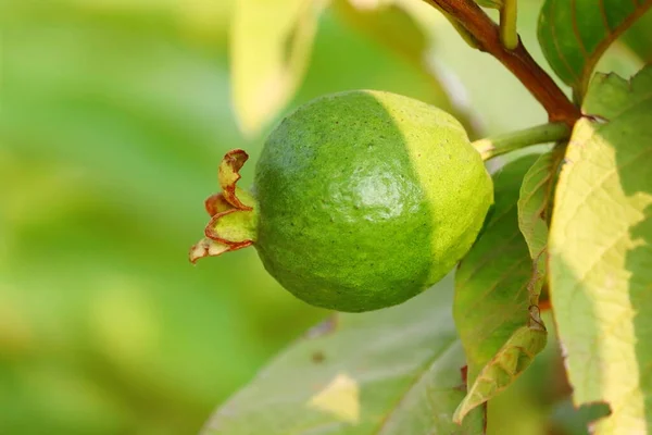 Fruto Goiaba Verde Jovem Crescendo Sombra Luz Solar — Fotografia de Stock