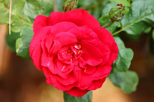 Immagine Macro Brillante Giovane Rosa Rosso Scuro Fiore Fioritura Sulla — Foto Stock