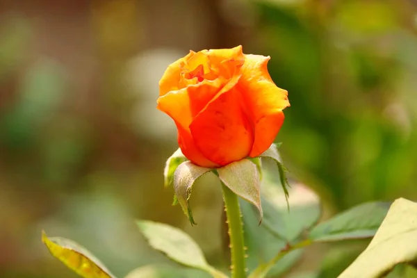 若い濃い黄色のオレンジ色のバラの花が植物の上に開き — ストック写真