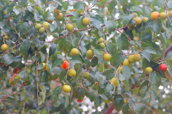 Κοντινό Πλάνο Πράσινων Κόκκινων Κίτρινων Χυμών Φρούτων Στο Δέντρο — Φωτογραφία Αρχείου