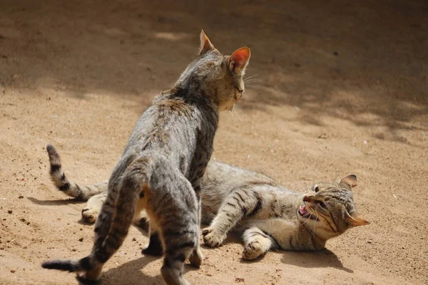 地面で戦う2匹の怒っている猫 — ストック写真