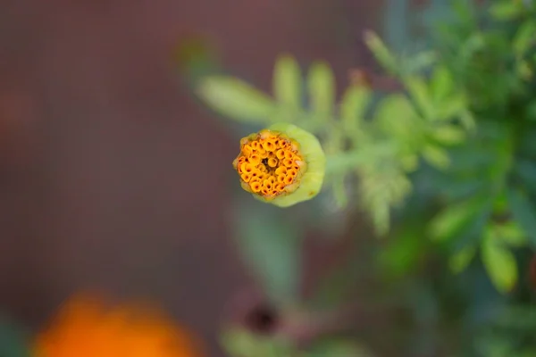 Macro Fotografia Apertura Fiore Calendula Gialla Giardino — Foto Stock