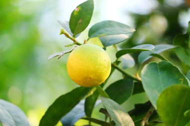Ev bahçesindeki limon ağacındaki tek sarı olgun meyveye yakın.