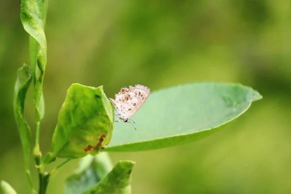 Gros Plan Papillon Blanc Assis Sur Une Feuille Verte Orange — Photo