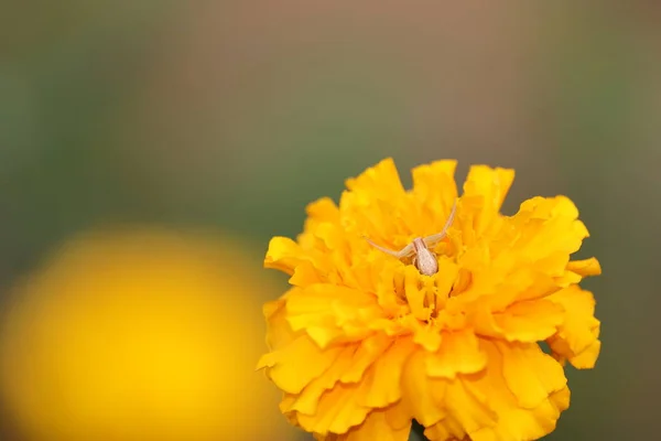 Macro Colpo Ragno Giardino Bianco Giallo Calendula Immagine Sfondo — Foto Stock