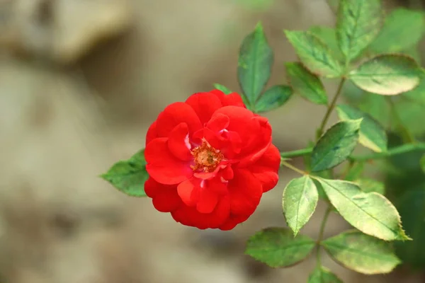 Foto Retrato Cabeça Flor Rosa Vermelha Planta Verde Jardim Casa — Fotografia de Stock